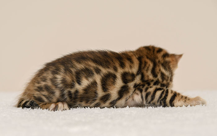 Bengal kitten for sale